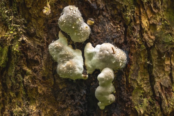 Close up of white mushrooms with water droplets growing on the textured bark of a tree trunk in a