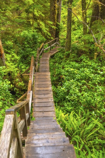Wooden hiking trail winding its way through a vibrant rainforest in ucluelet, on vancouver island,