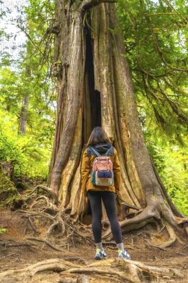 Female hiker with a backpack stands at the base of a massive, hollowed out cedar tree, marveling at