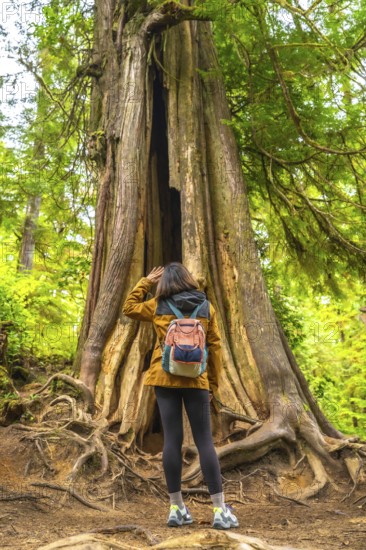 Tourist admiring a giant cedar tree with exposed roots along a rainforest trail in ucluelet,