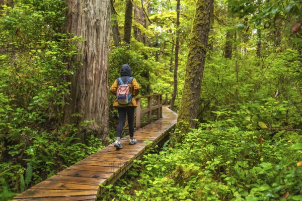Female tourist walking alone along a wooden boardwalk path through a lush rainforest near ucluelet,
