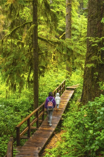 Tourists enjoying a peaceful hike through a lush rainforest on a wooden boardwalk trail, surrounded