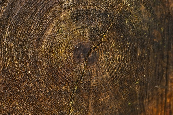 Close up view of a tree trunk cross section revealing intricate growth rings, a prominent crack,