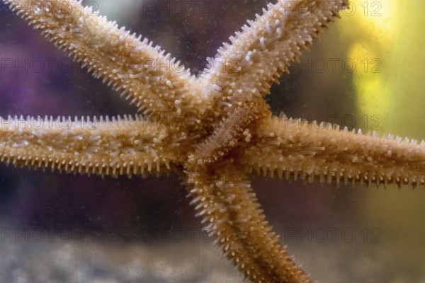 Close up view of a starfish gripping the glass of an aquarium tank, revealing intricate details of