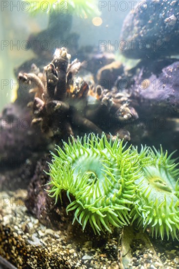 Giant green sea anemone anthopleura xanthogrammica growing on a rock in a large aquarium with other