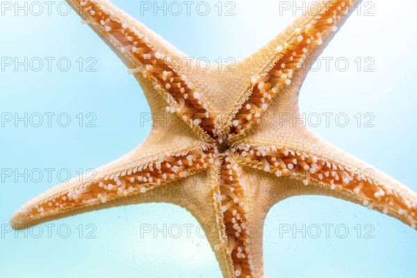Close up of a starfish clinging to the glass wall of an aquarium, its intricate details and vibrant