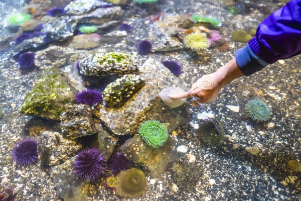 Child's hand reaches into a tide pool aquarium, gently touching a rock amidst sea anemones, sea