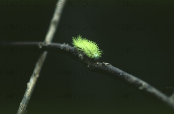 Caterpillar in Tambopata National Park in the Amazon Basin, Peru, South America, September 1997,