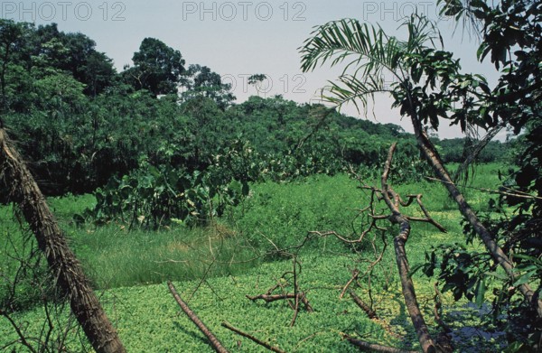 Jungle near Iquitos, Peru, South America, September 1997, vintage, retro, old, historic