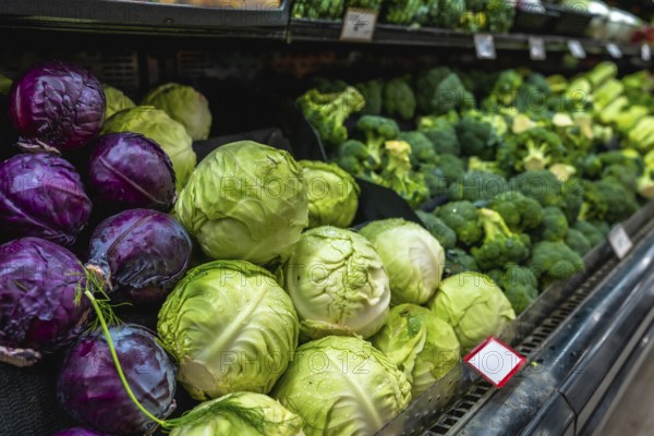 Fresh green and red cabbages and broccoli heads are neatly arranged on a refrigerated shelf in a