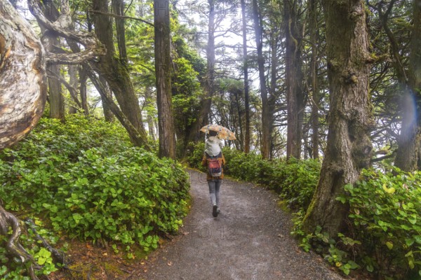Hiker walking in the rain holding an umbrella on a trail through lush green forest in ucluelet,
