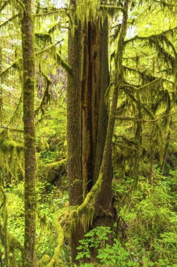Lush green moss thrives on trees along the rainforest trail near ucluelet on vancouver island,