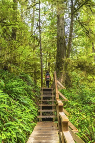 Wooden path with stairs and railings going through a lush green rainforest in ucluelet, a small