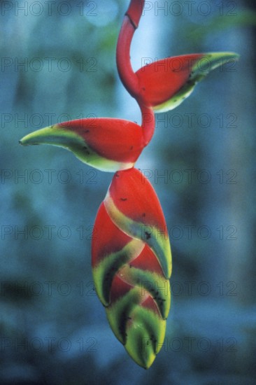 Colourful bloom in Tambopata National Park in the Amazon Basin, Peru, South America, September