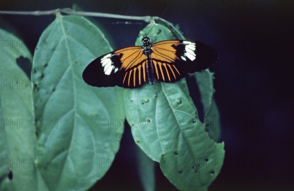 Butterfly in Tambopata National Park in the Amazon basin, Peru, South America, September 1997,