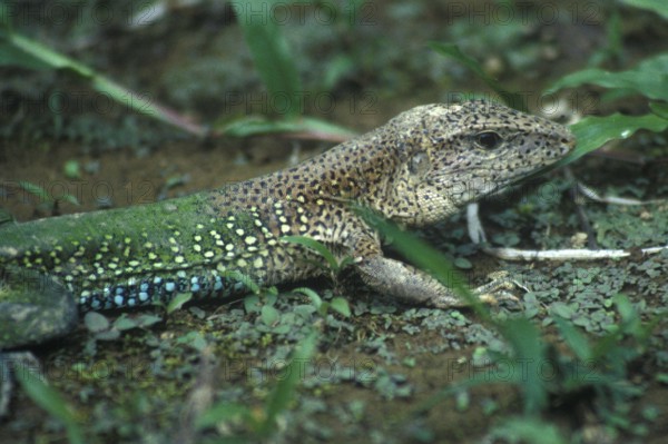 Lizard in Tambopata National Park in the Amazon Basin, Peru, South America, September 1997,