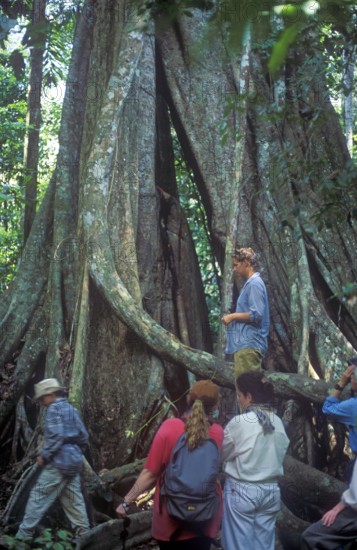 Travel group in front of giant trees in Tambopata National Park in the Amazon Basin, Peru, South