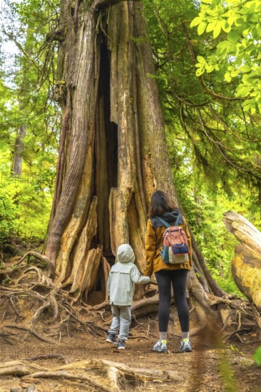Mother and child marveling at a giant hollow western red cedar tree while exploring a rainforest