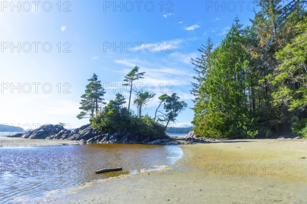 Coniferous trees growing on a small island near a sandy beach in tofino, vancouver island, british