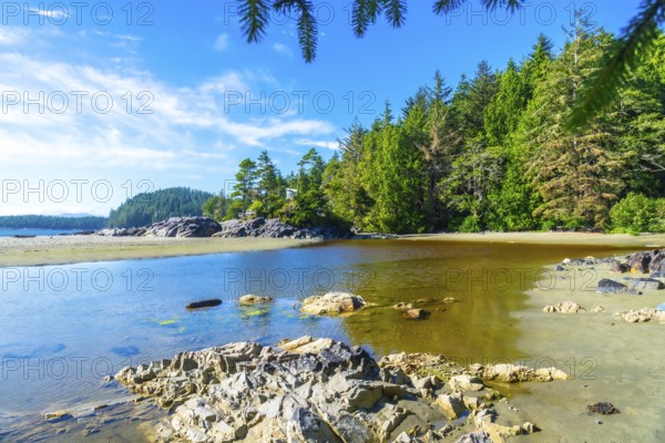 Crystal clear water gently caresses the sandy shores of mackenzie beach. Where lush evergreen