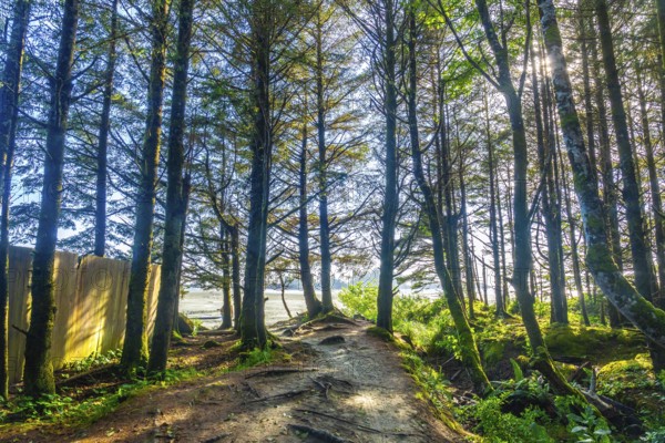 Sunlight filters through a lush green forest, illuminating a sandy path leading to a serene beach