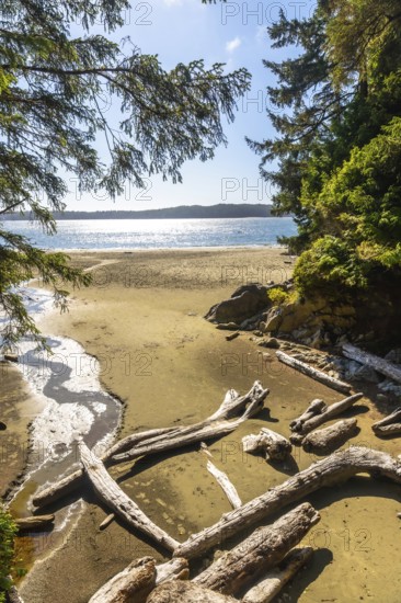 Sun is shining on a beautiful empty beach in tofino, british columbia, with driftwood logs