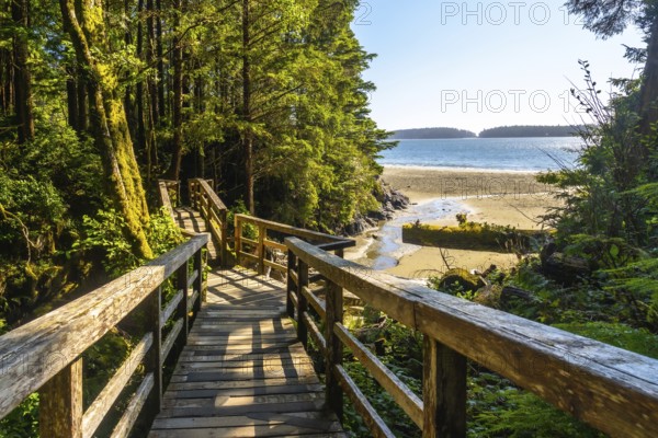 Sunlight filters through lush rainforest canopy, illuminating a wooden boardwalk descending towards