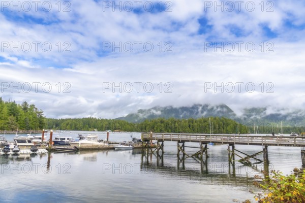 Tranquil harbor scene in tofino, british columbia, featuring a wooden pier, moored boats, lush