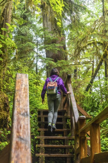 Female tourist climbing wooden stairs along a lush rainforest trail in ucluelet, british columbia,