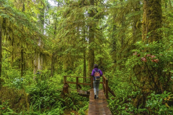 Female tourist with backpack walking on wooden path in rainforest trail near ucluelet on vancouver