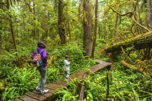 Tourists walking along a lush rainforest trail near ucluelet on vancouver island, canada, are