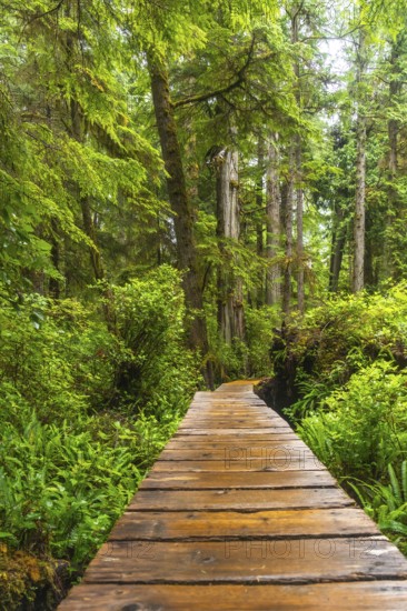 Wooden boardwalk winding through a lush green rainforest in ucluelet, british columbia, provides a