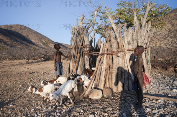 Himba goat barn, traditional Himba village in the savanna, arid countryside, Kaokoveld, Kunene,