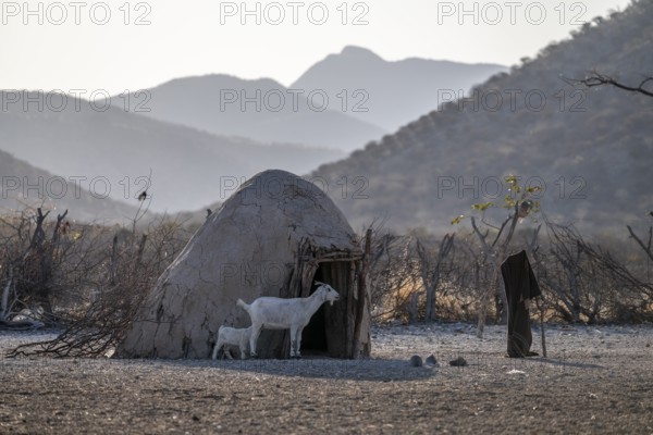 Goat, Himba huts, traditional Himba village in the savanna, arid countryside, Kaokoveld, Kunene,