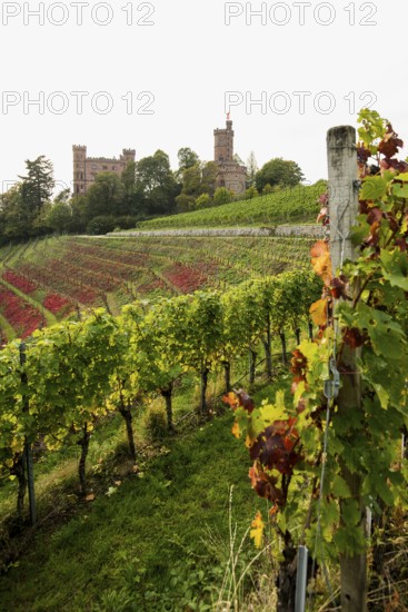 Castle and autumnal vineyards, Ortenberg Castle, Ortenberg, Kinzigtal, Ortenau, Black Forest,