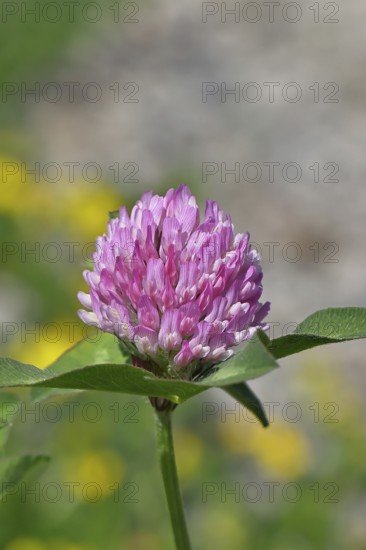Meadow clover, red clover (Trifolium pratense), flower in a meadow, medicinal herb, Wilnsdorf,