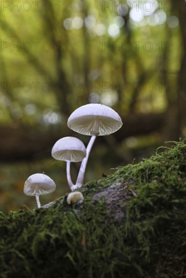 Ringed beech slime beetle (Oudemansiella mucida), on beech deadwood, Wilnsdorf, North