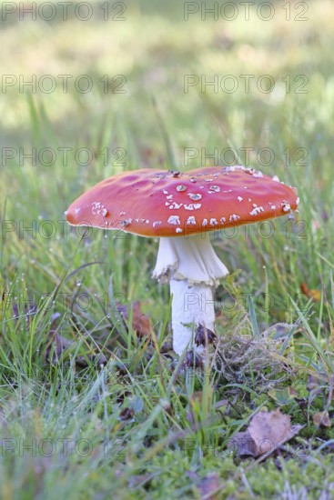 Red fly agaric (Amanita muscaria), fruiting body, in a meadow, close-up, Wilnsdorf, North