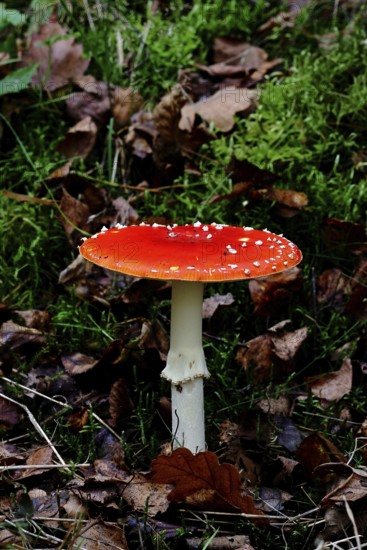 Red fly agaric (Amanita muscaria), fruiting body, in autumn leaves, close-up, Wilnsdorf, North
