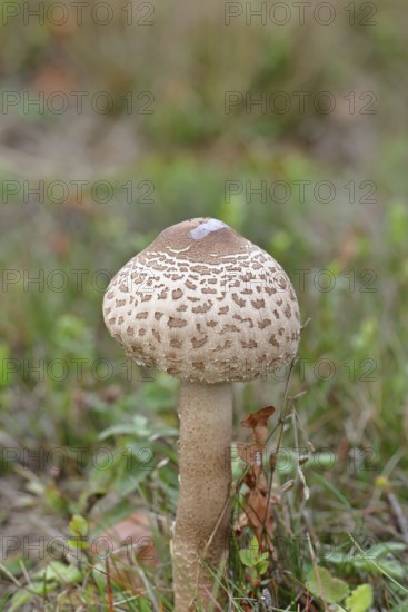 Parasol mushroom, Parasol or giant umbrella mushroom (Macrolepiota procera), closed cap, in a