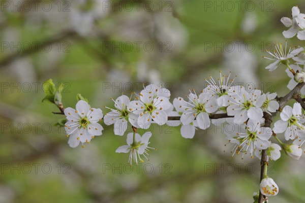 Blossom branch, blackthorn (Prunus spinosa), also known as blackthorn, close-up with bokeh in the