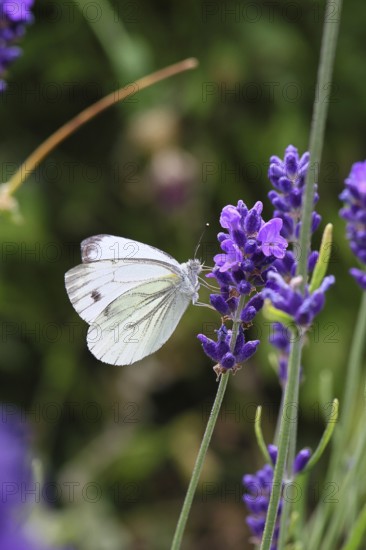 A Cabbage butterfly (Pieris brassicae) sucking nectar on the flower of true lavender (Lavandula