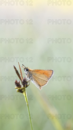 Large skipper (Ochlodes sylvanus, Augiades sylvanus), resting in the evening on a blade of grass in