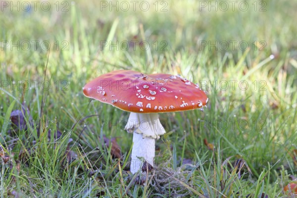 Red fly agaric (Amanita muscaria), fruiting body, in a meadow, close-up, Wilnsdorf, North