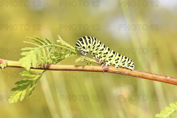 Swallowtail caterpillar (Papilio machaon), caterpillar sitting on Wild carrot (Daucus carota),