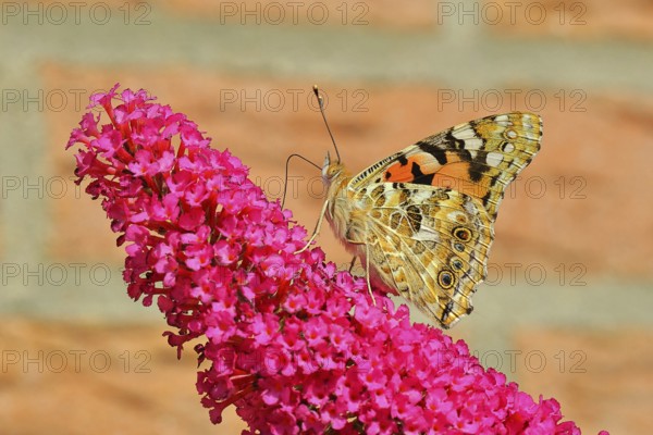 Thistle butterfly (Vanessa cardui) on a flower of the summer lily (Buddleja davidii), wings closed,