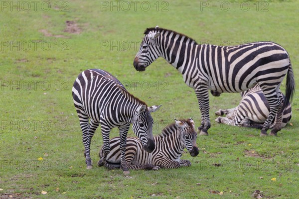 Two Grant's zebra foals (Equus quagga boehmi) and two adult zebras rest on a green meadow on a