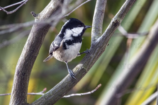 Fir tit (Periparus ater), sitting on a branch, Bavaria Germany