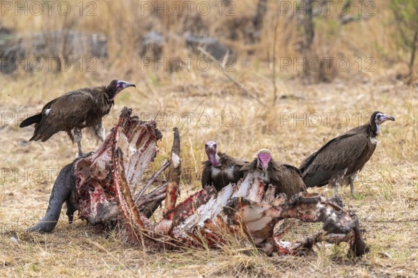 Black-capped vulture (Necrsoyrtes monachus) on a carcass, carrion of a dead buffalo, Xakanaxa,