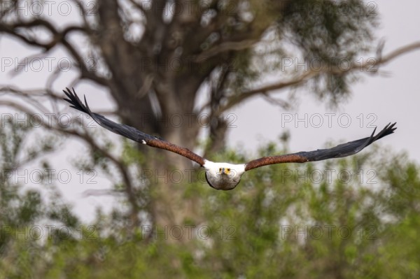 African Fish Eagle (Haliaeetus vocifer) in flight, Xakanaxa, Okavango Delta, Moremi Game Reserve,